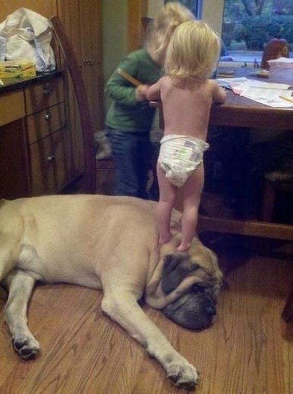 Dogs Who Don't Realize How Big They